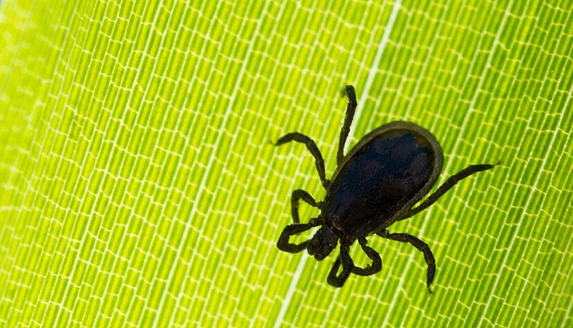 Zum Beispiel in Wäldern können die Spinnentiere jetzt schon aktiv sein. Zum Beispiel in Wäldern können die Spinnentiere jetzt schon aktiv sein.