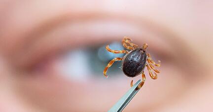 So klein und doch nicht ohne: Zecken können gefährliche Krankheiten übertragen. So klein und doch nicht ohne: Zecken können gefährliche Krankheiten übertragen.