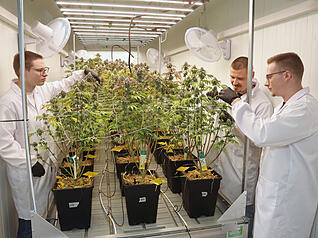 Die Qualität passt: Vincent Stohs (links), Valentin Schopf (hinten) und Tristan Stohs vom Langenbrettacher Cannabis Social Club Lollipot prüfen die Cannabis-Pflanzen. Die Qualität passt: Vincent Stohs (links), Valentin Schopf (hinten) und Tristan Stohs vom Langenbrettacher Cannabis Social Club Lollipot prüfen die Cannabis-Pflanzen.