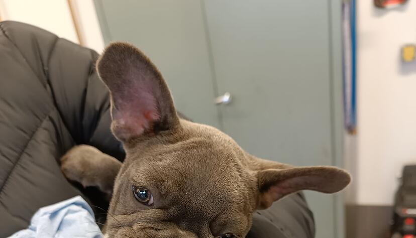 Neben zwei Kleinspitzwelpen waren laut Polizei auch zwei Französische Bulldoggen in dem Transporter in der Oberpfalz. Neben zwei Kleinspitzwelpen waren laut Polizei auch zwei Französische Bulldoggen in dem Transporter in der Oberpfalz.