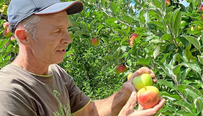 Karl Giebler zeigt Äpfel der Sorte Elstar. Die Färbung ist schön. Ein Teil der Äpfel in seiner Anlage hat ein wenig unter den Spätfrösten gelitten. Das sieht der Profi an den Frostnasen. Der Laie erkennt das kaum − und schmeckt es vor allem nicht. Karl Giebler zeigt Äpfel der Sorte Elstar. Die Färbung ist schön. Ein Teil der Äpfel in seiner Anlage hat ein wenig unter den Spätfrösten gelitten. Das sieht der Profi an den Frostnasen. Der Laie erkennt das kaum − und schmeckt es vor allem nicht.