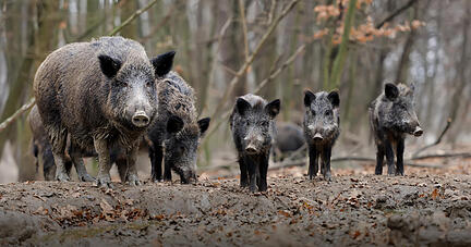 Auch eine Bache mit Jungtieren wird nicht automatisch aggressiv, solange man den Frischlingen nicht allzu nahe kommt.
Foto: Archiv Auch eine Bache mit Jungtieren wird nicht automatisch aggressiv, solange man den Frischlingen nicht allzu nahe kommt.
Foto: Archiv