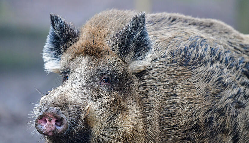 Am Dienstag hat ein Wildschwein in Heidelberg randaliert und ist dann geflüchtet. Foto: dpa Am Dienstag hat ein Wildschwein in Heidelberg randaliert und ist dann geflüchtet. Foto: dpa