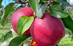 Dunkelrot warten diese Äpfel darauf, auf den Tisch zu kommen. Dunkelrot warten diese Äpfel darauf, auf den Tisch zu kommen.
