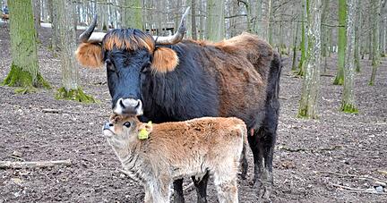 Der kleine Auerochsenbulle ist am 13. Februar zur Welt gekommen und wird von seiner Mutter gut umsorgt.
Fotos: Claudia Kostner Der kleine Auerochsenbulle ist am 13. Februar zur Welt gekommen und wird von seiner Mutter gut umsorgt.
Fotos: Claudia Kostner
