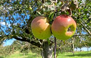 Auch auf den Streuobstwiesen hängen reife Früchte.
Fotos: Yvonne Tscherwitschke Auch auf den Streuobstwiesen hängen reife Früchte.
Fotos: Yvonne Tscherwitschke