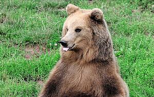 Das zugehörige Wildparadies erweckt die Neugier zum Tier – und das schon seit 50 Jahren: 1972 wurde es als „Wildpark Stromberg“ gegründet. Foto: privat Das zugehörige Wildparadies erweckt die Neugier zum Tier – und das schon seit 50 Jahren: 1972 wurde es als „Wildpark Stromberg“ gegründet. Foto: privat
